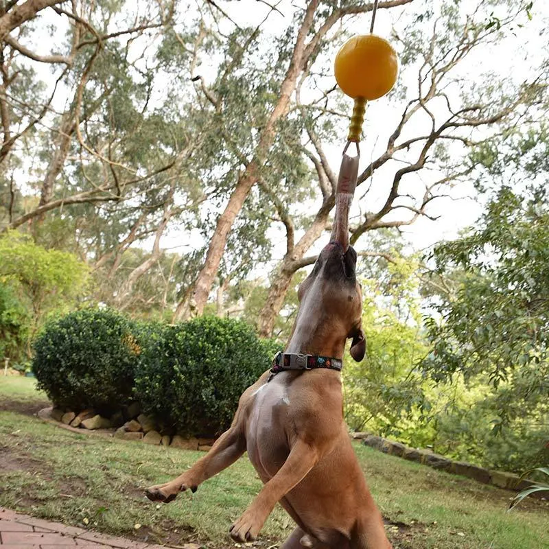 Aussie Dog Home Alone Medium