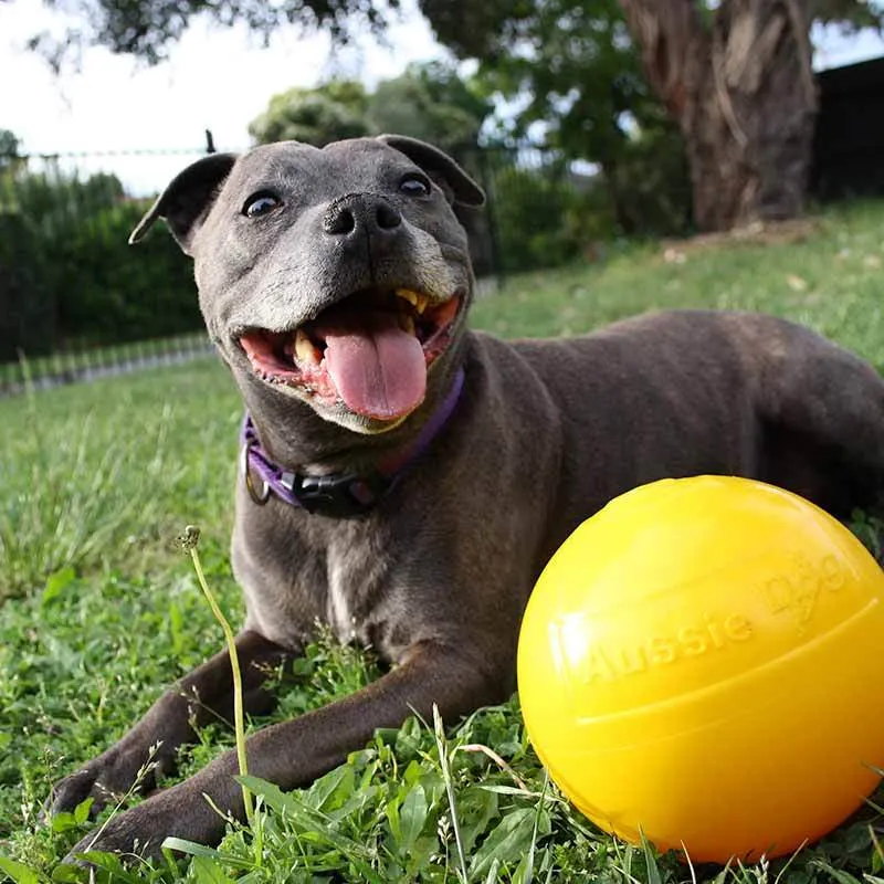 Aussie Dog Tucker Ball Medium